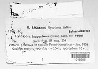 Cytospora leucostoma image